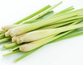 Lemon Grass  